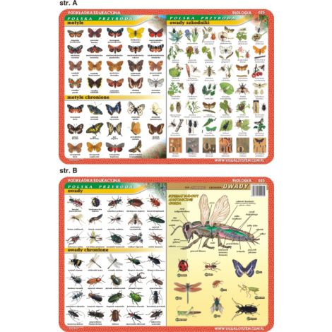 Podkładka edukacyjna Visual System Biologia, Owady